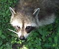 Guy Fanguy - Artist - Animals - Louisiana - Native Animals (24).jpg Size: 63252 - 9